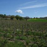 Toscana 2008 - Abbazzia di St Antimo